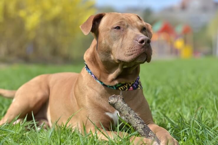 Pitbull dog holding a stick