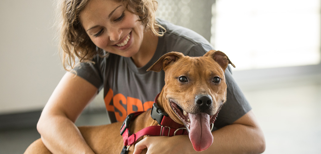 Dog being Adopted