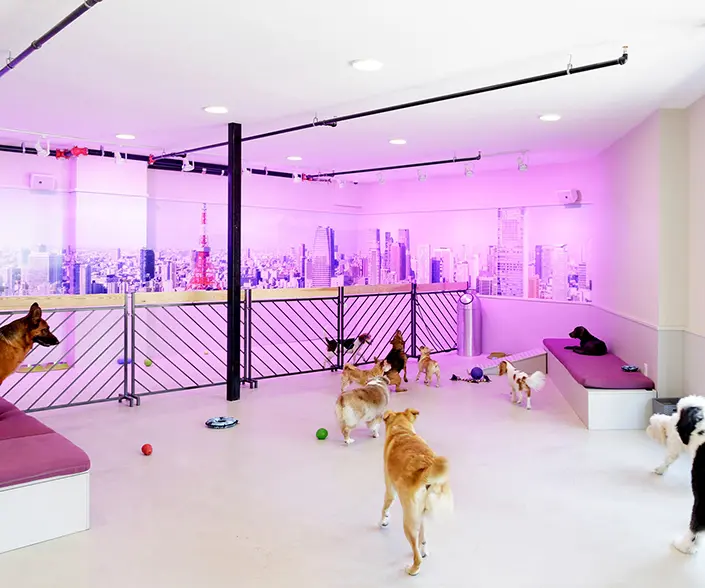 Dogs playing in NYC themed room