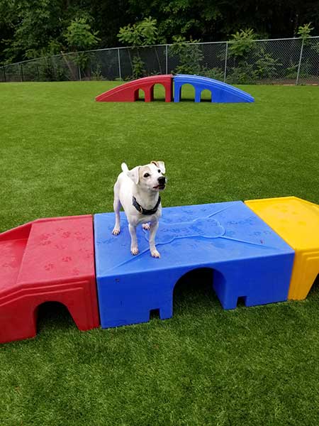 Dog playing outside