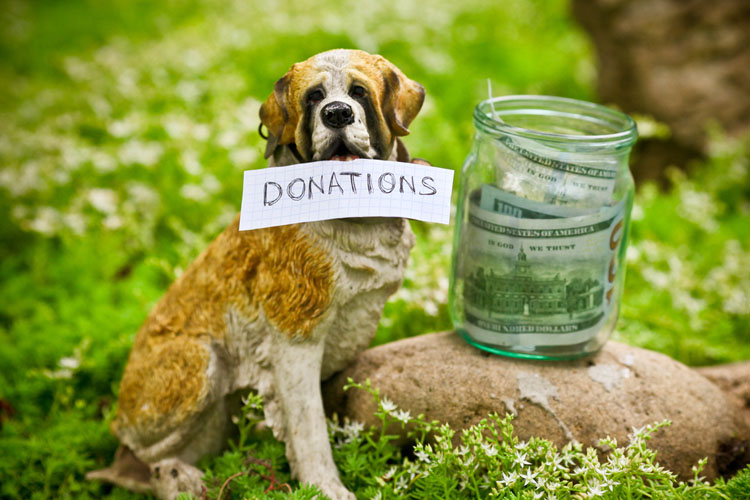 Doggy Donations