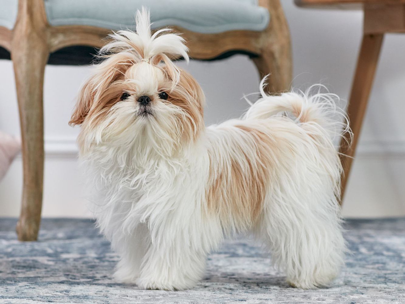 Shih Tzu standing